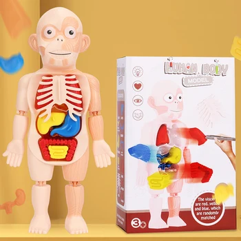 Комплект от 14/15 предмети, детска научна и образователна модел органи на човешкото тяло, събрани със собствените си ръце Медицински играчките за ранно обучение